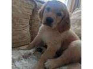 Golden Retriever Puppy for sale in Staten Island, NY, USA