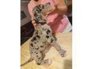 Great Dane Puppy for sale in Mascotte, FL, USA