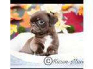 Pug Puppy for sale in Waynesville, MO, USA