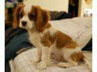 Cavalier King Charles Spaniel Puppy for sale in Cincinnati, OH, USA