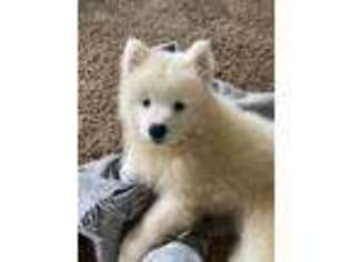 Samoyed Puppy for sale in Truro, IA, USA