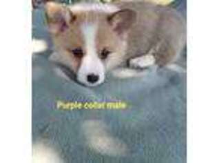Pembroke Welsh Corgi Puppy for sale in Simms, TX, USA