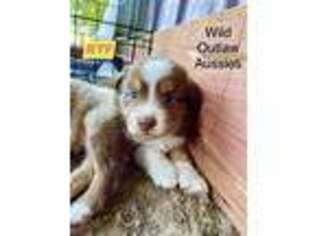 Miniature Australian Shepherd Puppy for sale in Council Hill, OK, USA