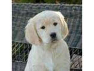 Golden Retriever Puppy for sale in Gloversville, NY, USA