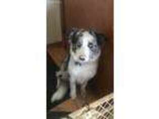 Border Collie Puppy for sale in Richfield Springs, NY, USA
