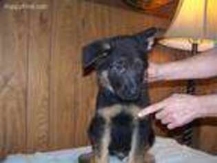 German Shepherd Dog Puppy for sale in Dawson Springs, KY, USA