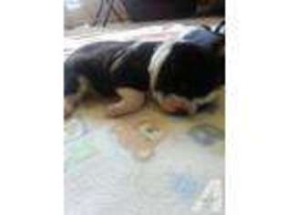 Boston Terrier Puppy for sale in WINDSOR, CA, USA
