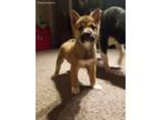 Shiba Inu Puppy for sale in Oxnard, CA, USA