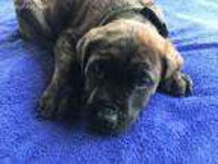 Mastiff Puppy for sale in Rubicon, WI, USA