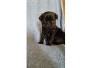 Pug Puppy for sale in Winchester, VA, USA