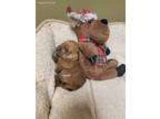 Norfolk Terrier Puppy for sale in Dacula, GA, USA