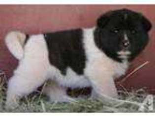 Akita Puppy for sale in CAVE JUNCTION, OR, USA