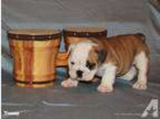 Bulldog Puppy for sale in COLONIAL BEACH, VA, USA