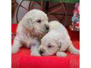 Goldendoodle Puppy for sale in Riverside, TX, USA