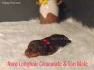 Dachshund Puppy for sale in Chillicothe, OH, USA