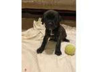 Cane Corso Puppy for sale in Norco, CA, USA