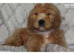 Goldendoodle Puppy for sale in Lexington, KY, USA