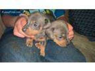 Dachshund Puppy for sale in King George, VA, USA