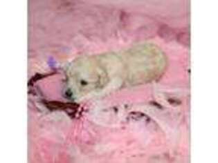 Mutt Puppy for sale in Sparta, TN, USA