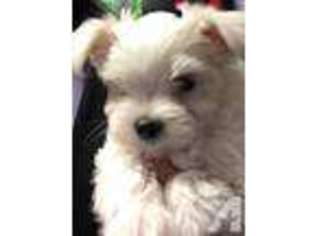 Maltese Puppy for sale in MC CONNELLSBURG, PA, USA