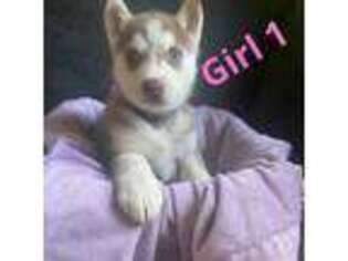 Siberian Husky Puppy for sale in Grayslake, IL, USA