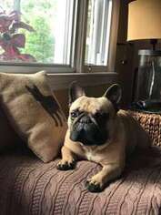 French Bulldog Puppy for sale in Mystic, CT, USA