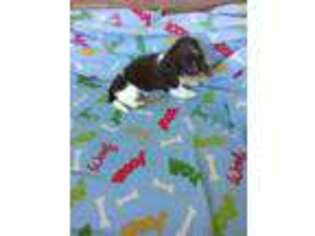 Dachshund Puppy for sale in Greenville, TX, USA