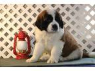 Saint Bernard Puppy for sale in Kirkwood, PA, USA