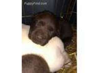 Labrador Retriever Puppy for sale in Sioux Falls, SD, USA