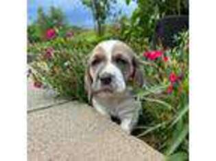Basset Hound Puppy for sale in Meyersdale, PA, USA