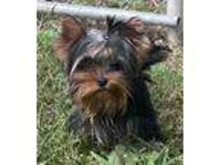 Yorkshire Terrier Puppy for sale in Petersburg, OH, USA
