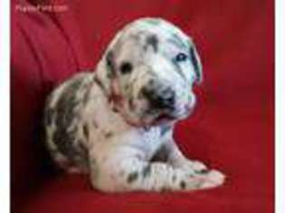 Great Dane Puppy for sale in Troy, MO, USA