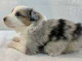 Australian Shepherd Puppy for sale in West Union, OH, USA