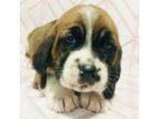 Basset Hound Puppy for sale in Medina, OH, USA