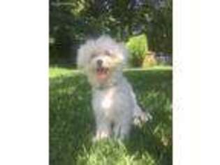 Maltese Puppy for sale in Newport News, VA, USA