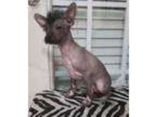 Mutt Puppy for sale in Lilburn, GA, USA