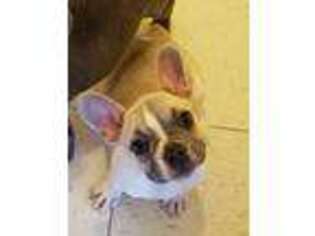 French Bulldog Puppy for sale in Ponchatoula, LA, USA