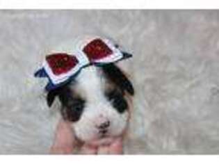 Shorkie Tzu Puppy for sale in Olney, IL, USA