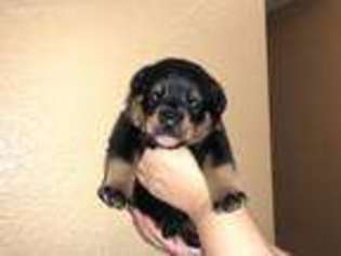 Rottweiler Puppy for sale in Corona, CA, USA