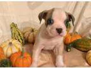 Bulldog Puppy for sale in SCHWENKSVILLE, PA, USA