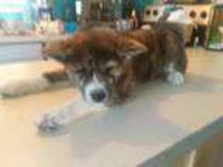 Akita Puppy for sale in Daytona Beach, FL, USA
