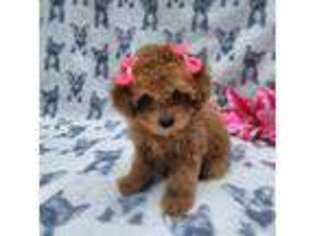 Mutt Puppy for sale in Ringgold, GA, USA