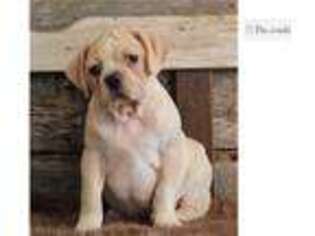 Puggle Puppy for sale in Springfield, MO, USA