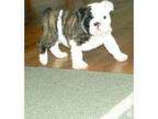 Bulldog Puppy for sale in KING, NC, USA