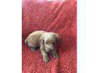 Labradoodle Puppy for sale in Sherwood, MI, USA