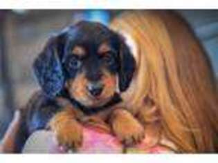 Dachshund Puppy for sale in Millersburg, OH, USA