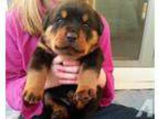 Rottweiler Puppy for sale in RENO, NV, USA