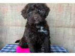 Portuguese Water Dog Puppy for sale in Canton, OH, USA