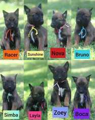 Belgian Malinois Puppy for sale in Wesley, AR, USA
