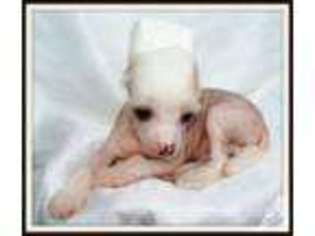 Chinese Crested Puppy for sale in SHREVEPORT, LA, USA